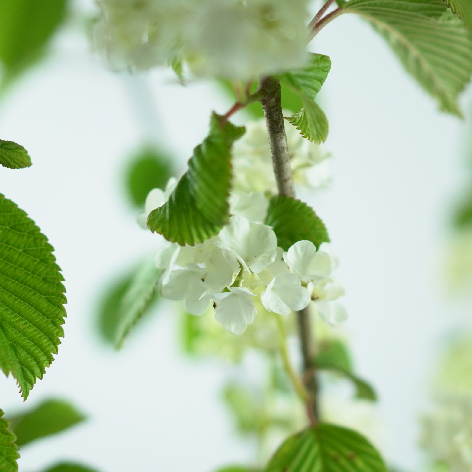 VIBURNUM PLICATUM 'POPCORN' Kalina japońska