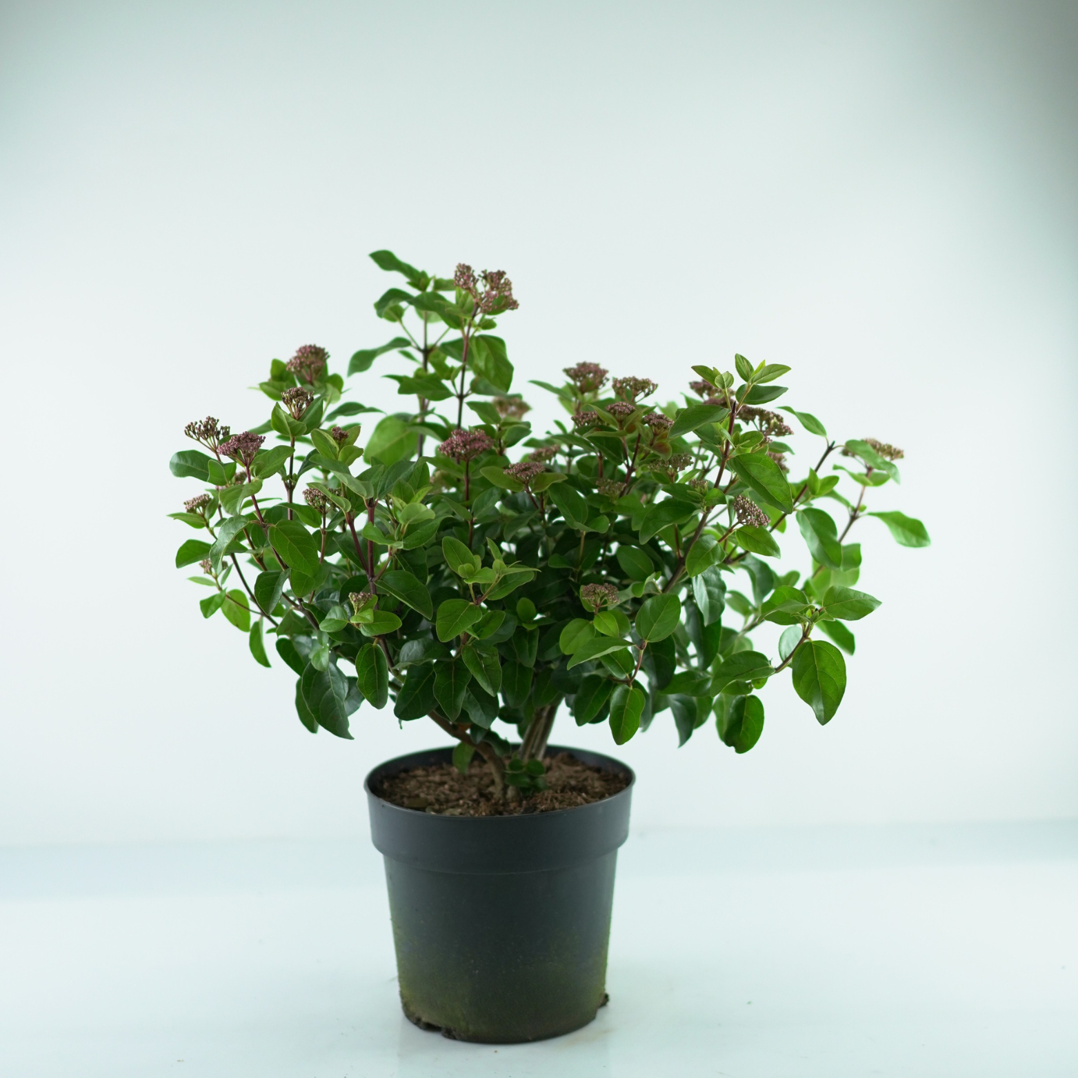 VIBURNUM TINUS 'LISAROSE' Kalina wawrzynolistna