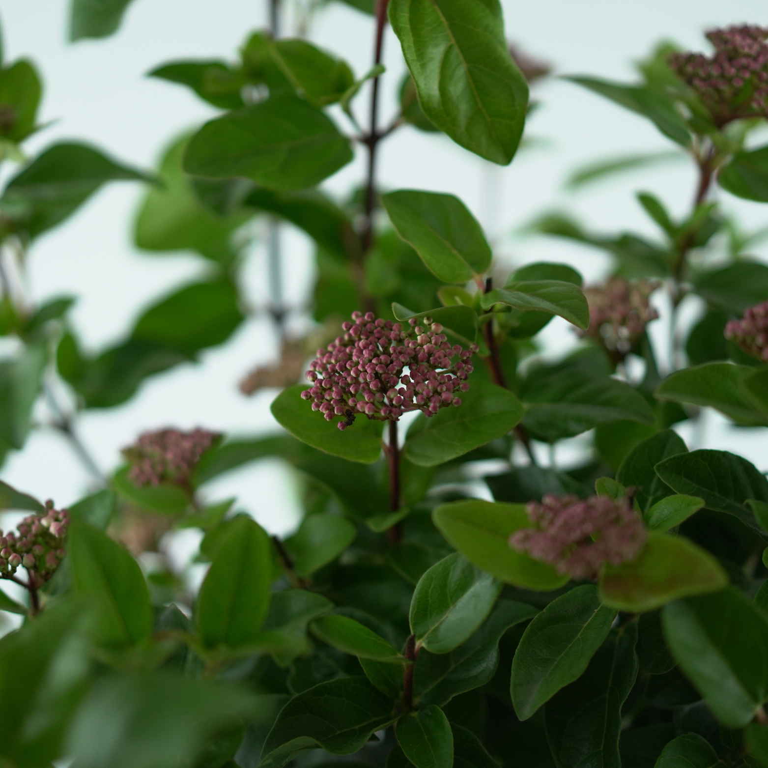 VIBURNUM TINUS 'LISAROSE' Kalina wawrzynolistna