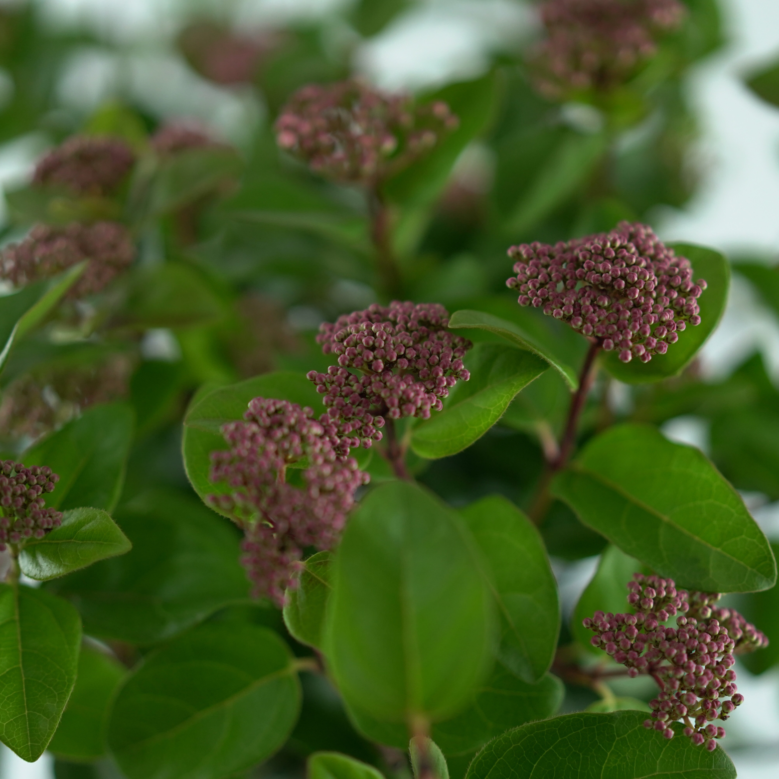 VIBURNUM TINUS 'LISAROSE' Kalina wawrzynolistna