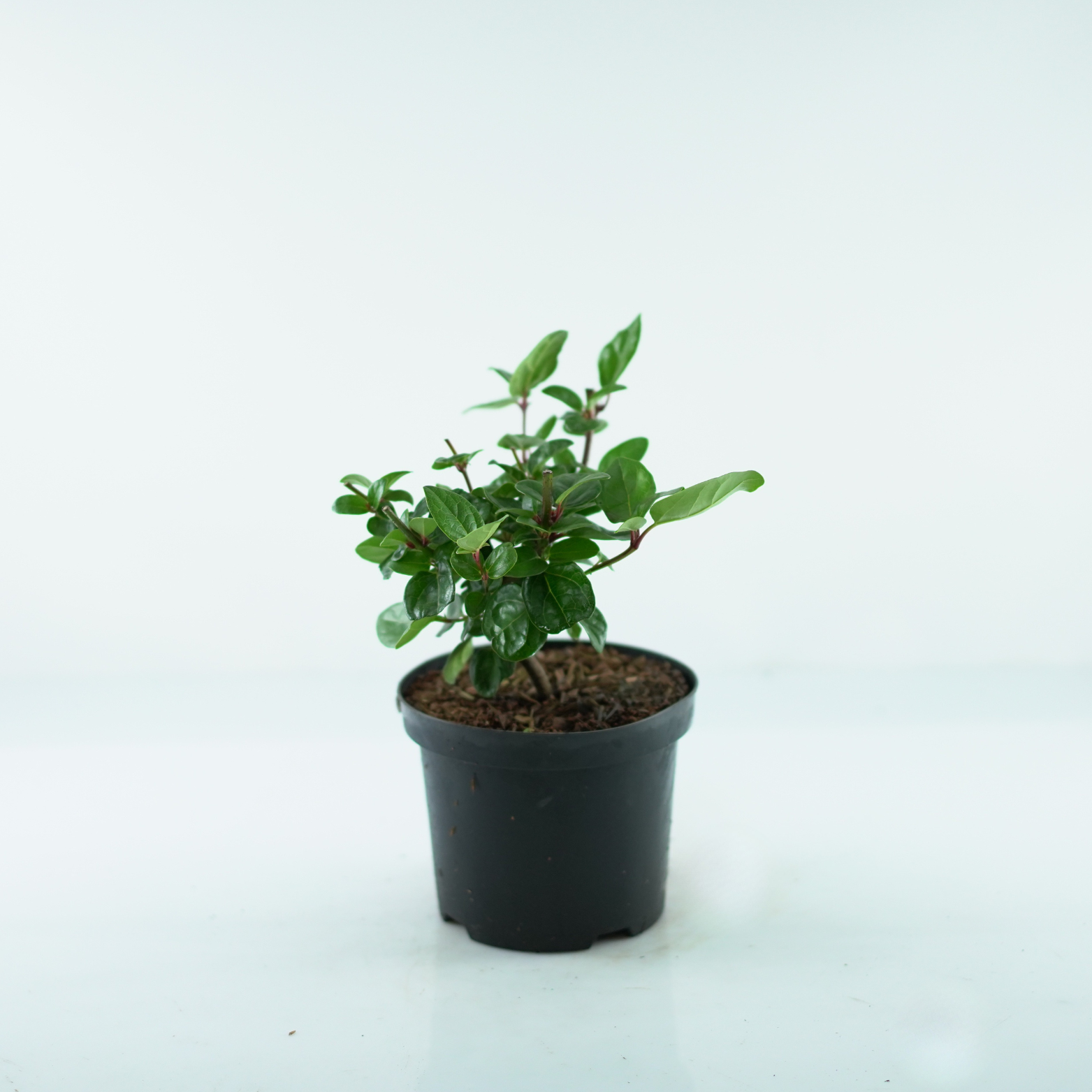 VIBURNUM TINUS 'ROCK'N ROLLA' Kalina wawrzynowata