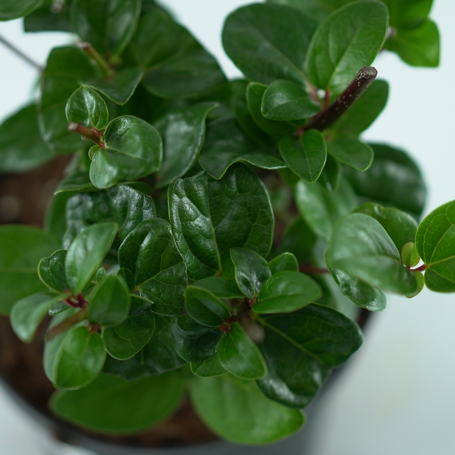 VIBURNUM TINUS 'ROCK'N ROLLA' Kalina wawrzynowata