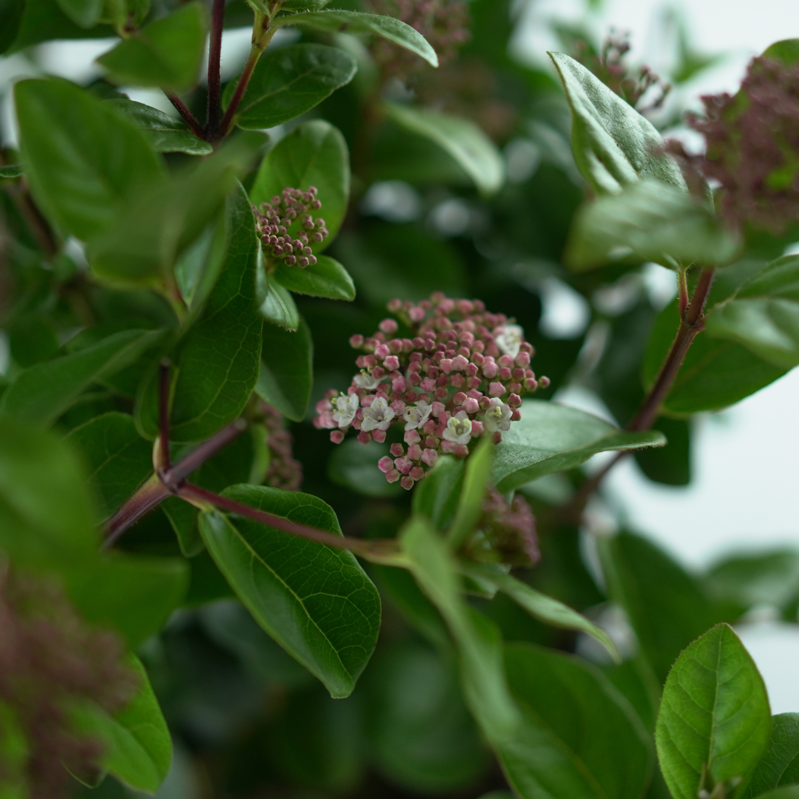 VIBURNUM TINUS 'SPIRIT' Kalina wawrzynolistna