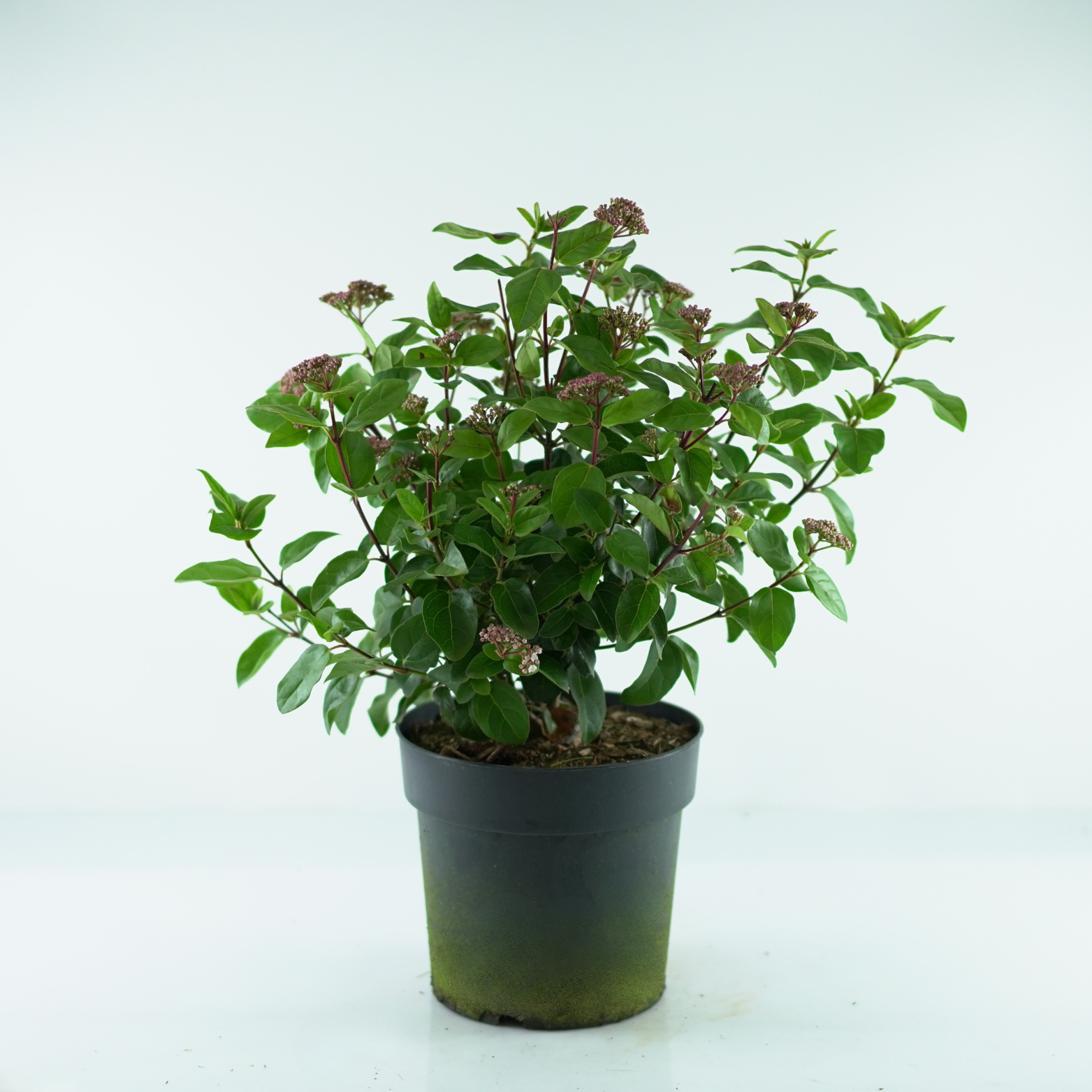 VIBURNUM TINUS 'SPIRIT' Kalina wawrzynolistna