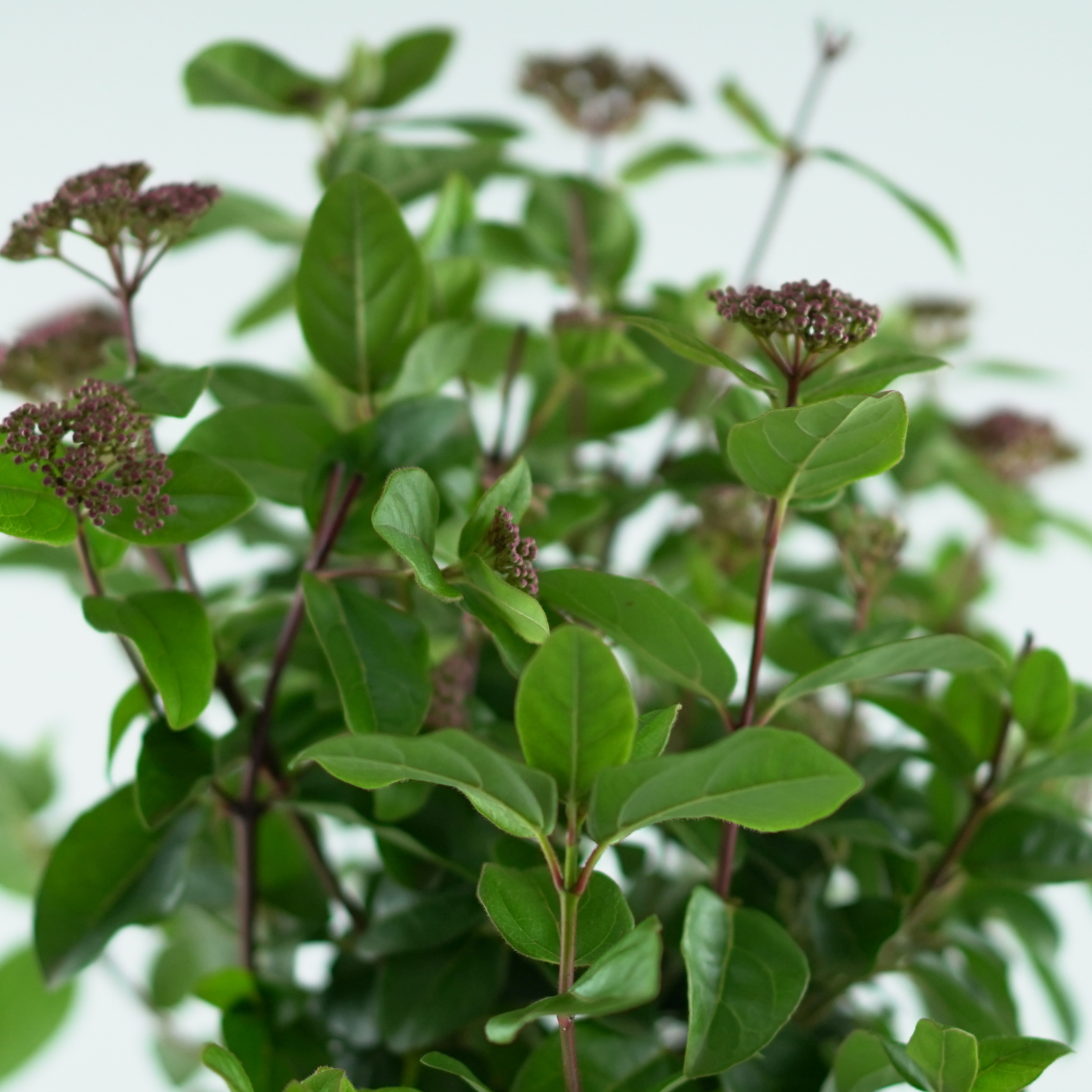 VIBURNUM TINUS 'SPIRIT' Kalina wawrzynolistna