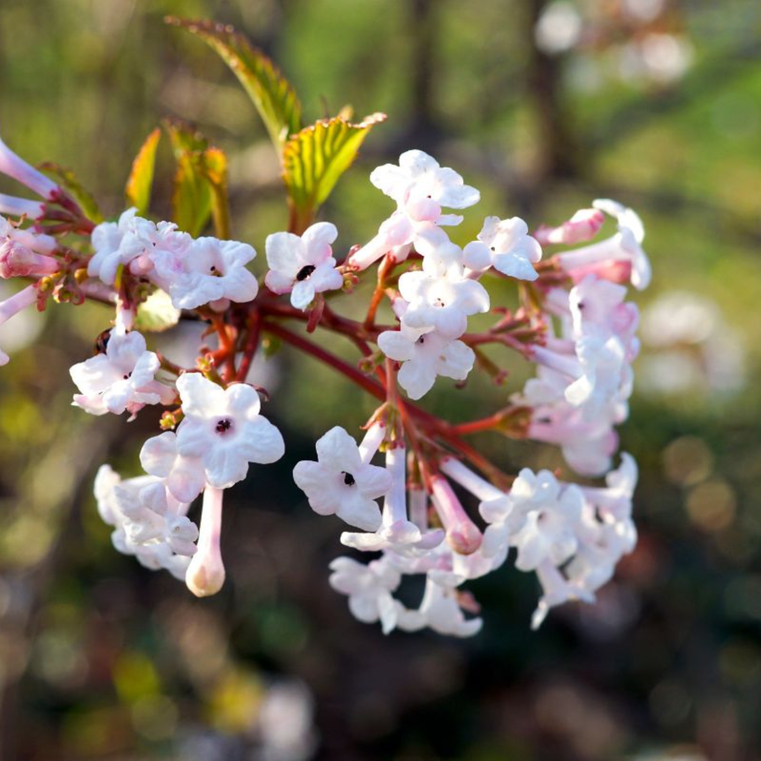 VIBURNUM FARRERI Kalina wonna
