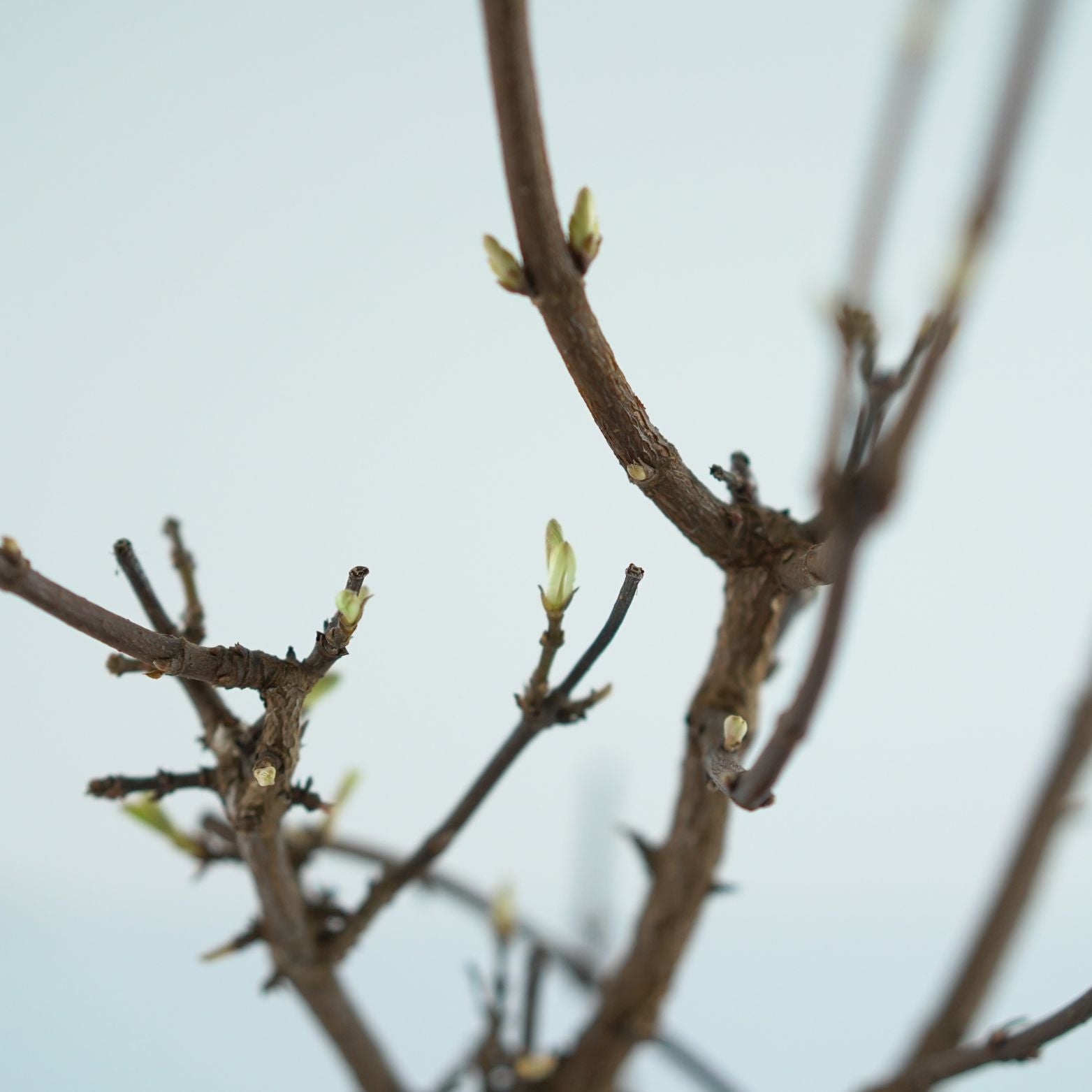 VIBURNUM FARRERI Kalina wonna
