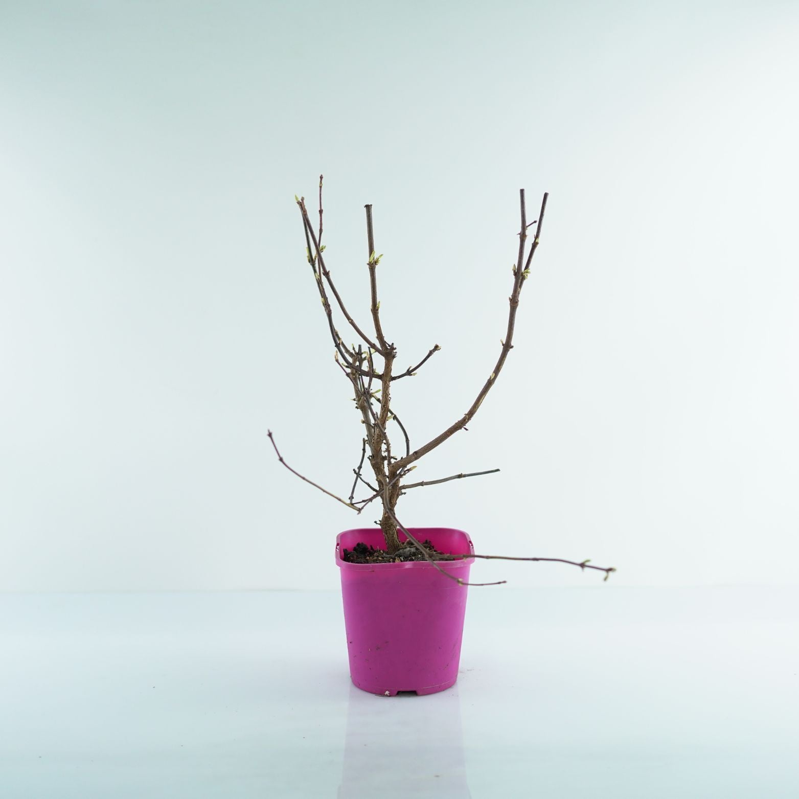 VIBURNUM FARRERI Kalina wonna