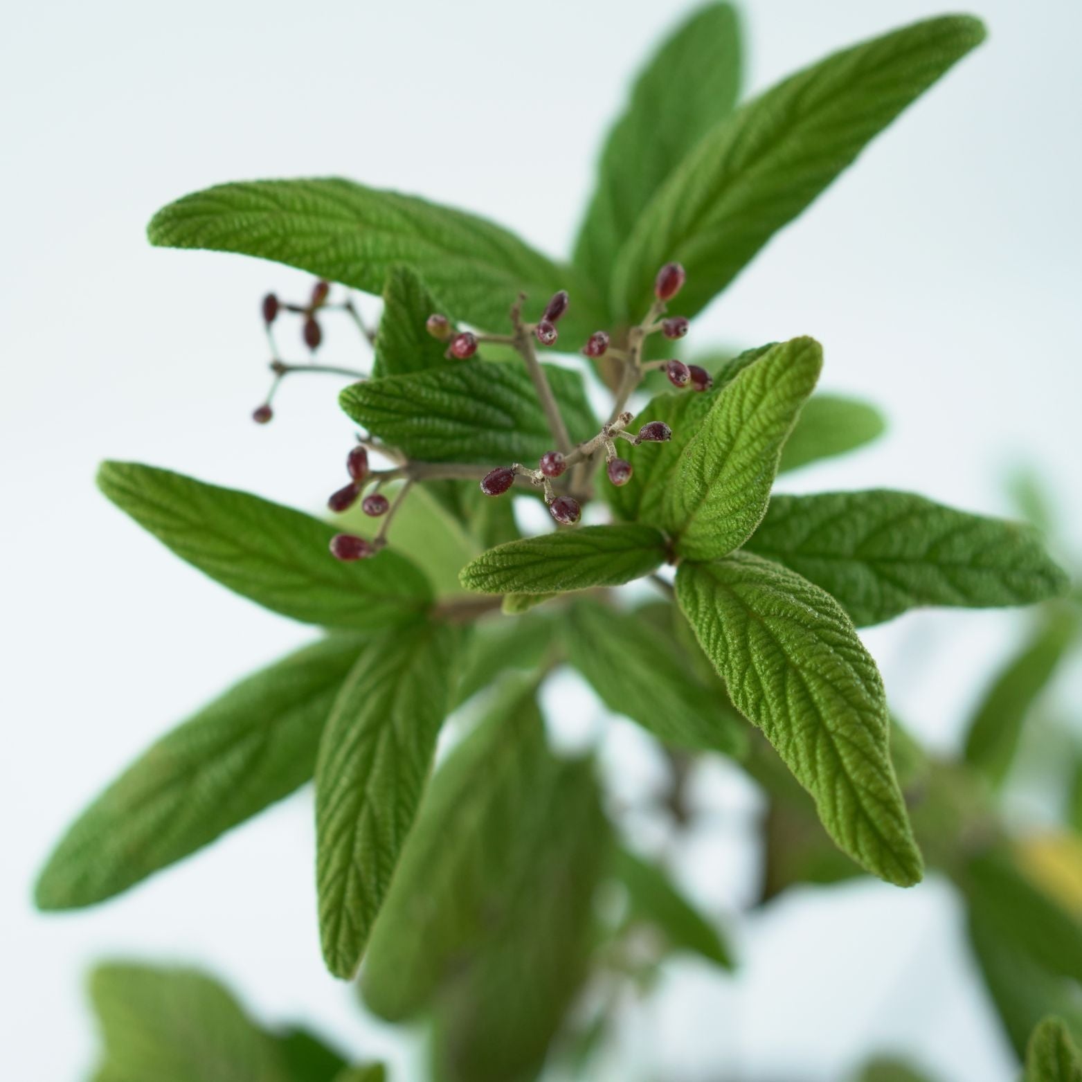 VIBURNUM RHYTIDOPHYLLUM 'HOLLAND' Kalina sztywnolistna