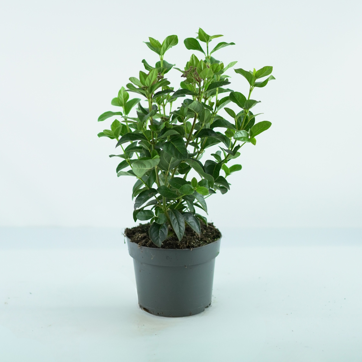 VIBURNUM TINUS 'Lisarose' Kalina wawrzynowata