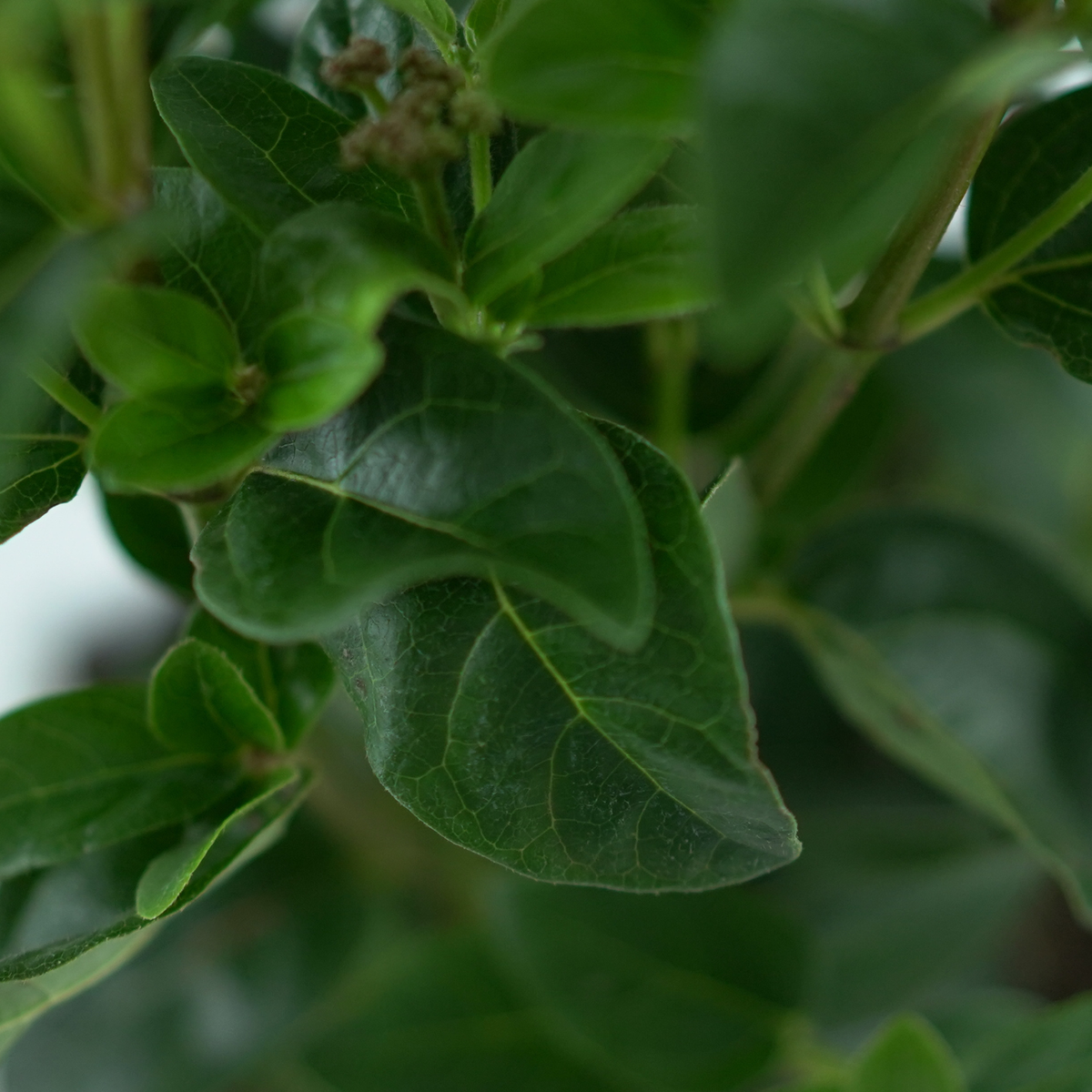 VIBURNUM TINUS 'Lisarose' Kalina wawrzynowata