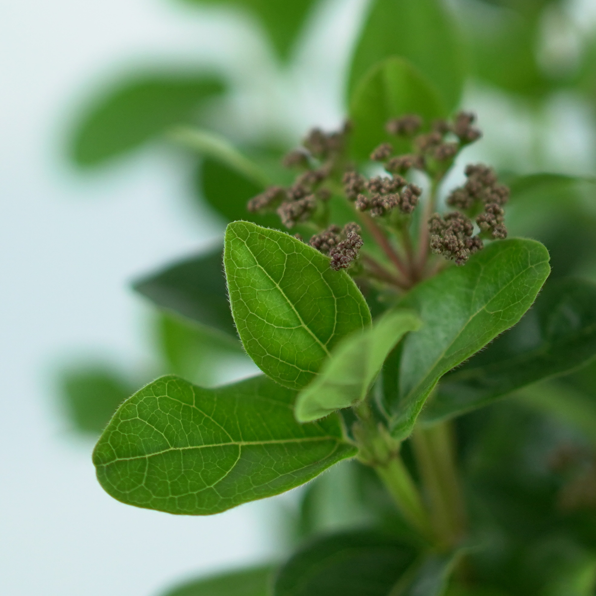 VIBURNUM TINUS 'Lisarose' Kalina wawrzynowata