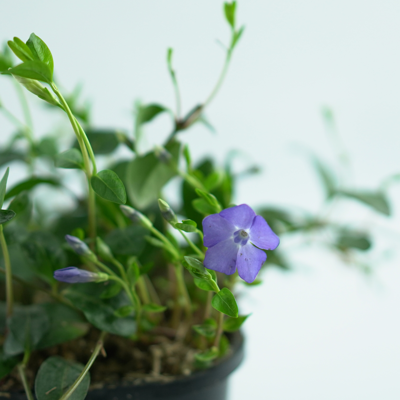 VINCA MINOR TRIO Barwinek pospolity