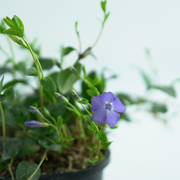 VINCA MINOR TRIO Barwinek pospolity