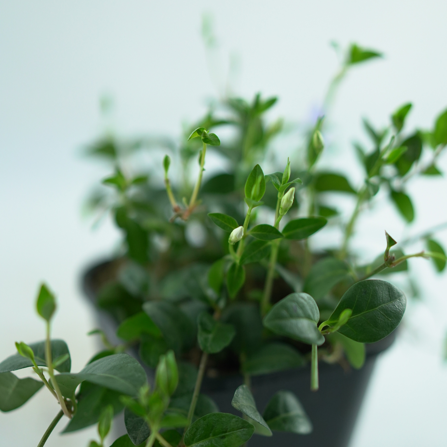 VINCA MINOR TRIO Barwinek pospolity