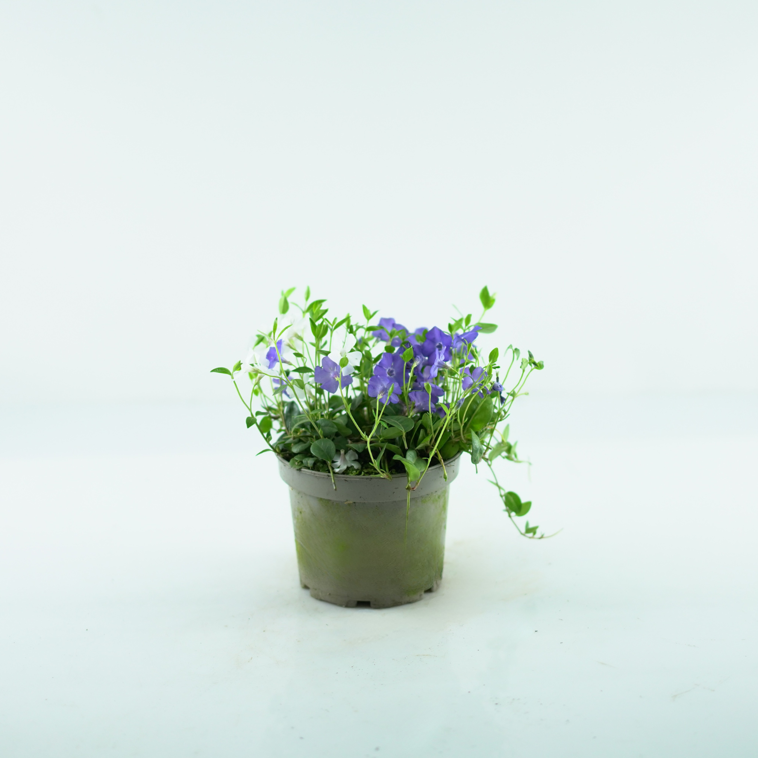 VINCA MINOR 'DUO BLAU-WEISS' Barwinek pospolity