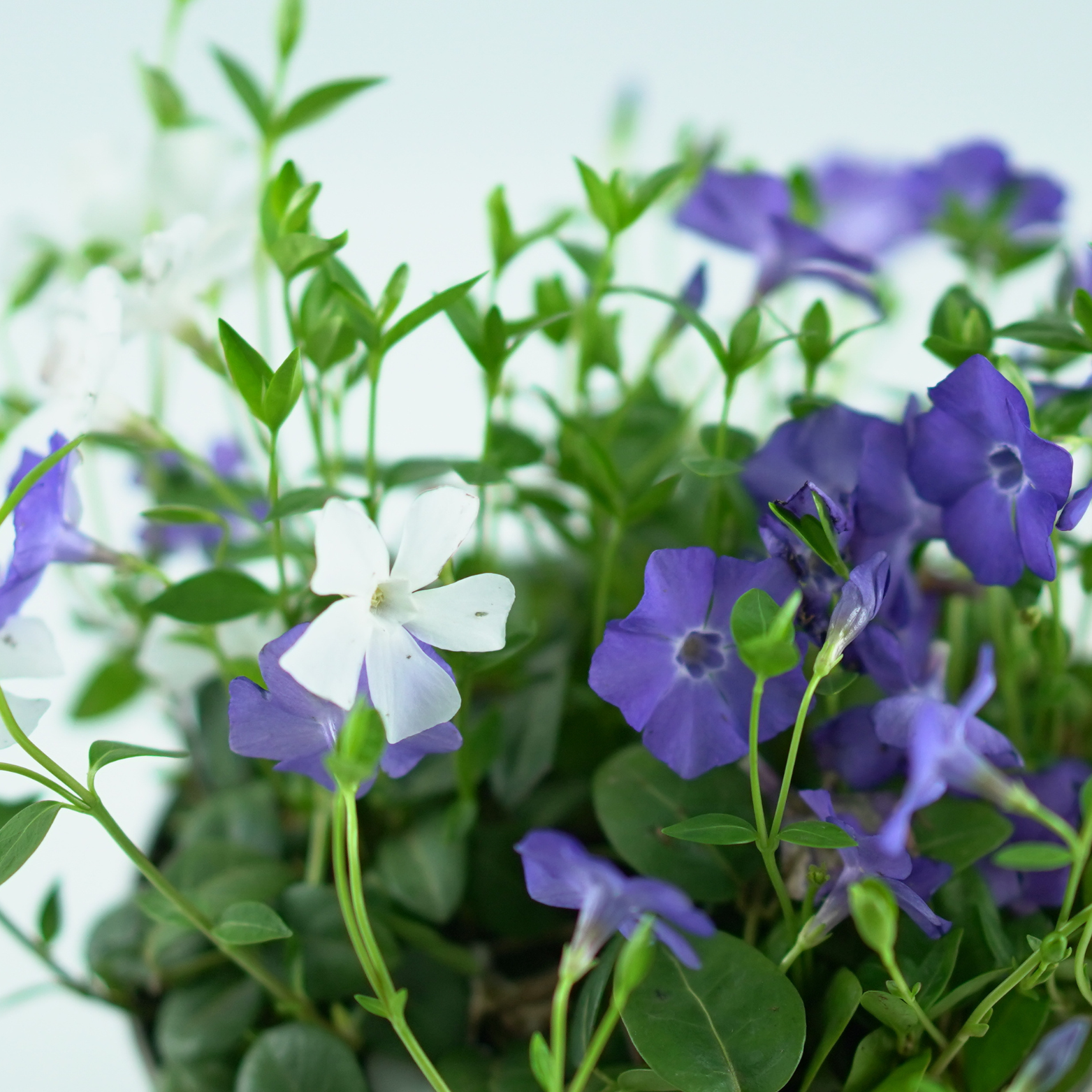 VINCA MINOR 'DUO BLAU-WEISS' Barwinek pospolity