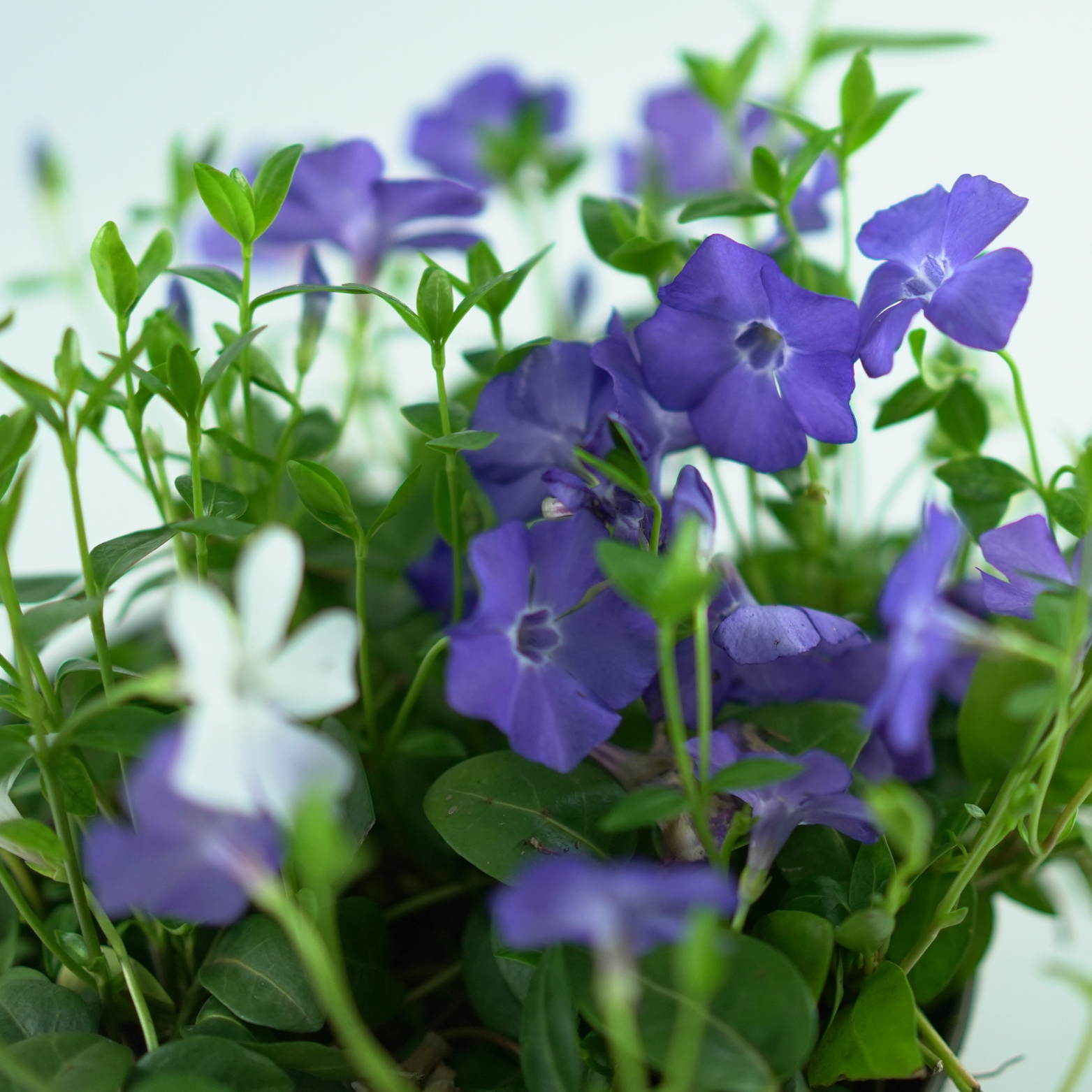 VINCA MINOR 'DUO BLAU-WEISS' Barwinek pospolity