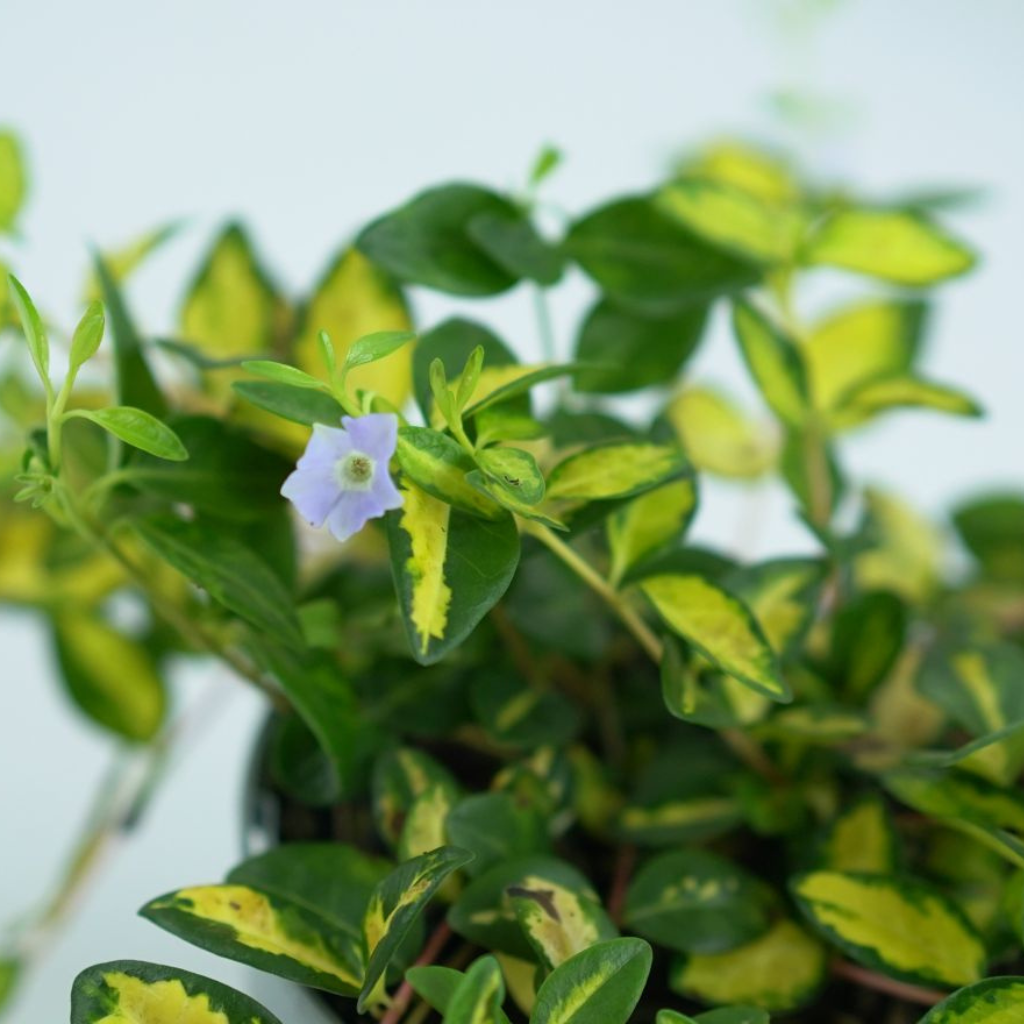 VINCA MINOR 'ILLUMINATION' Barwinek pospolity