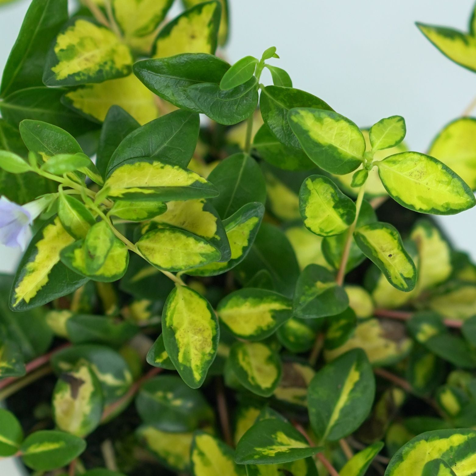 VINCA MINOR 'ILLUMINATION' Barwinek pospolity