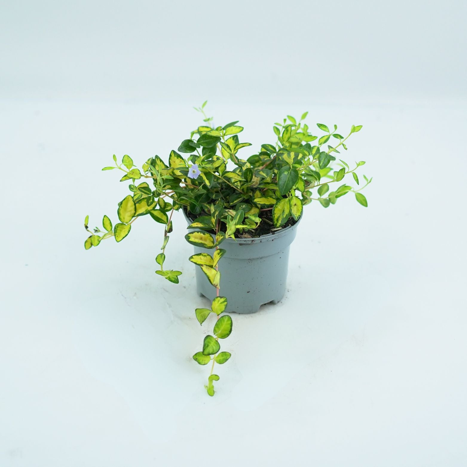 VINCA MINOR 'ILLUMINATION' Barwinek pospolity