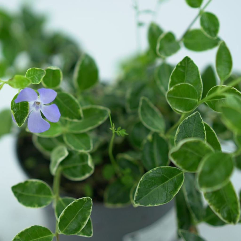 VINCA MINOR 'RALPH SUGART' Barwinek pospolity