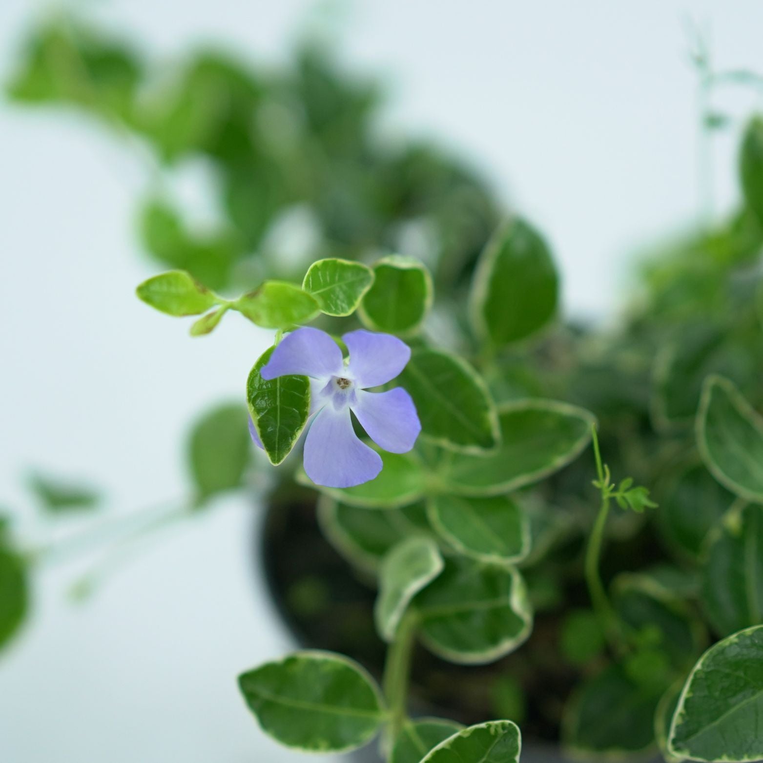 VINCA MINOR 'RALPH SUGART' Barwinek pospolity