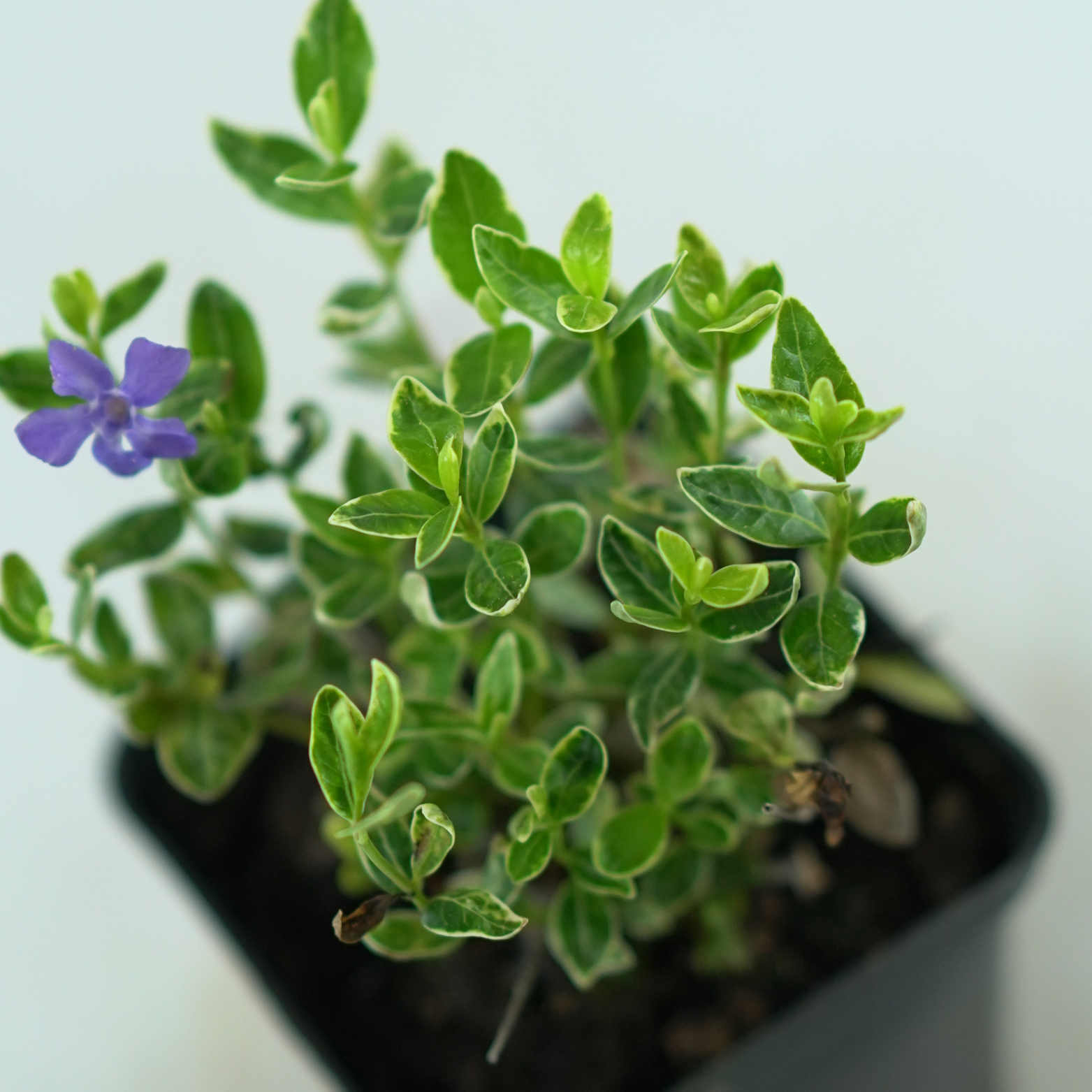 VINCA MINOR 'RALPH SUGART' Barwinek pospolity