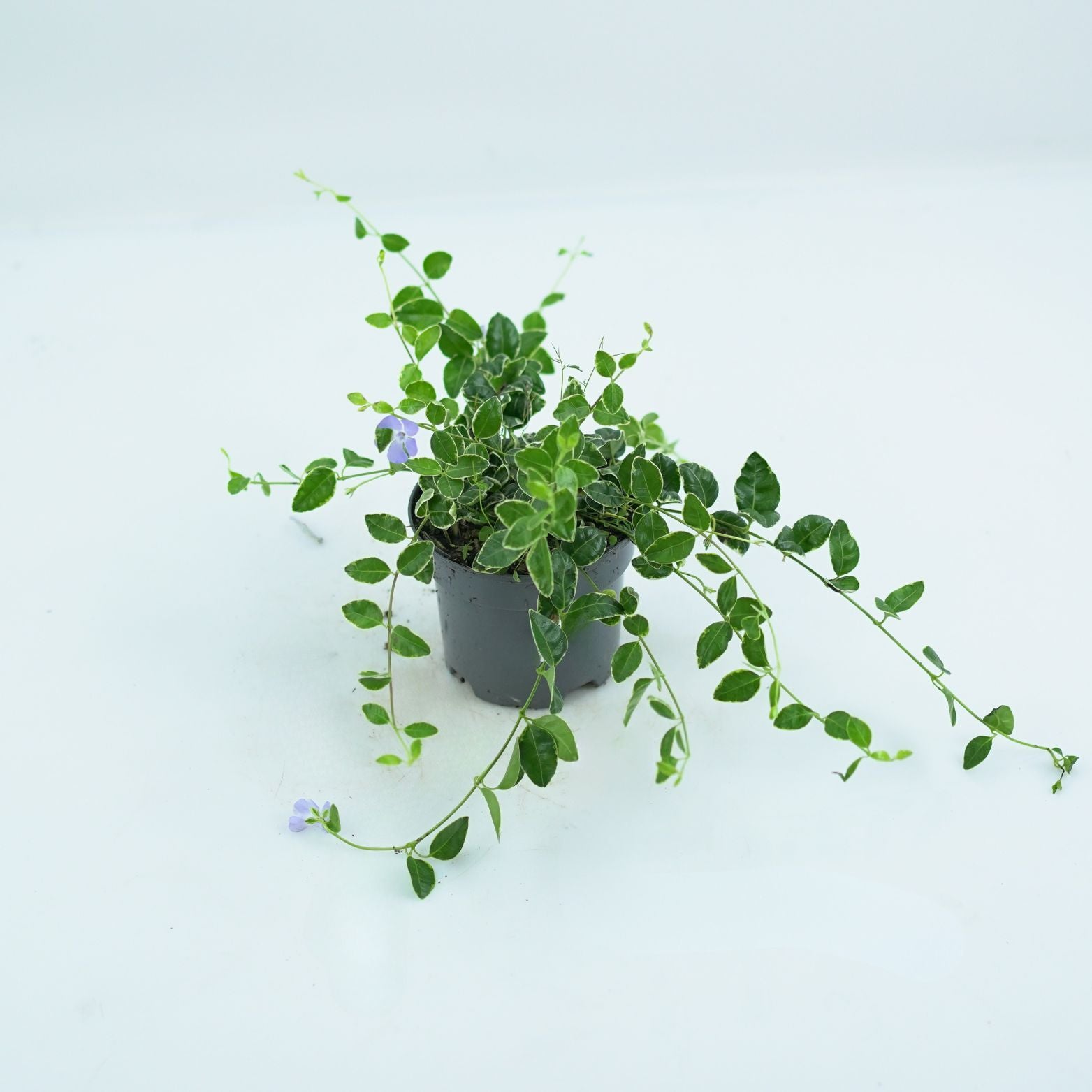 VINCA MINOR 'RALPH SUGART' Barwinek pospolity