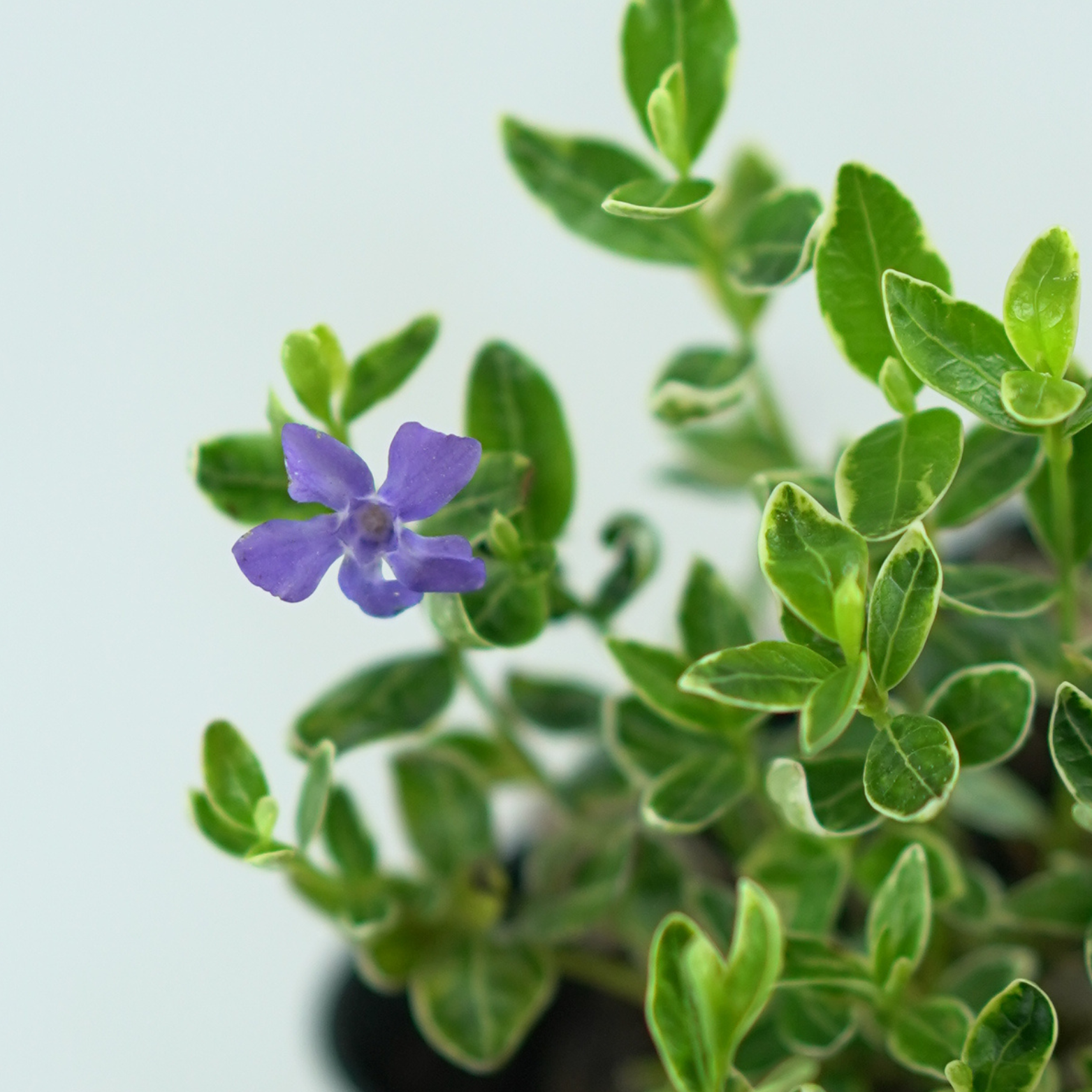 VINCA MINOR 'RALPH SUGART' Barwinek pospolity