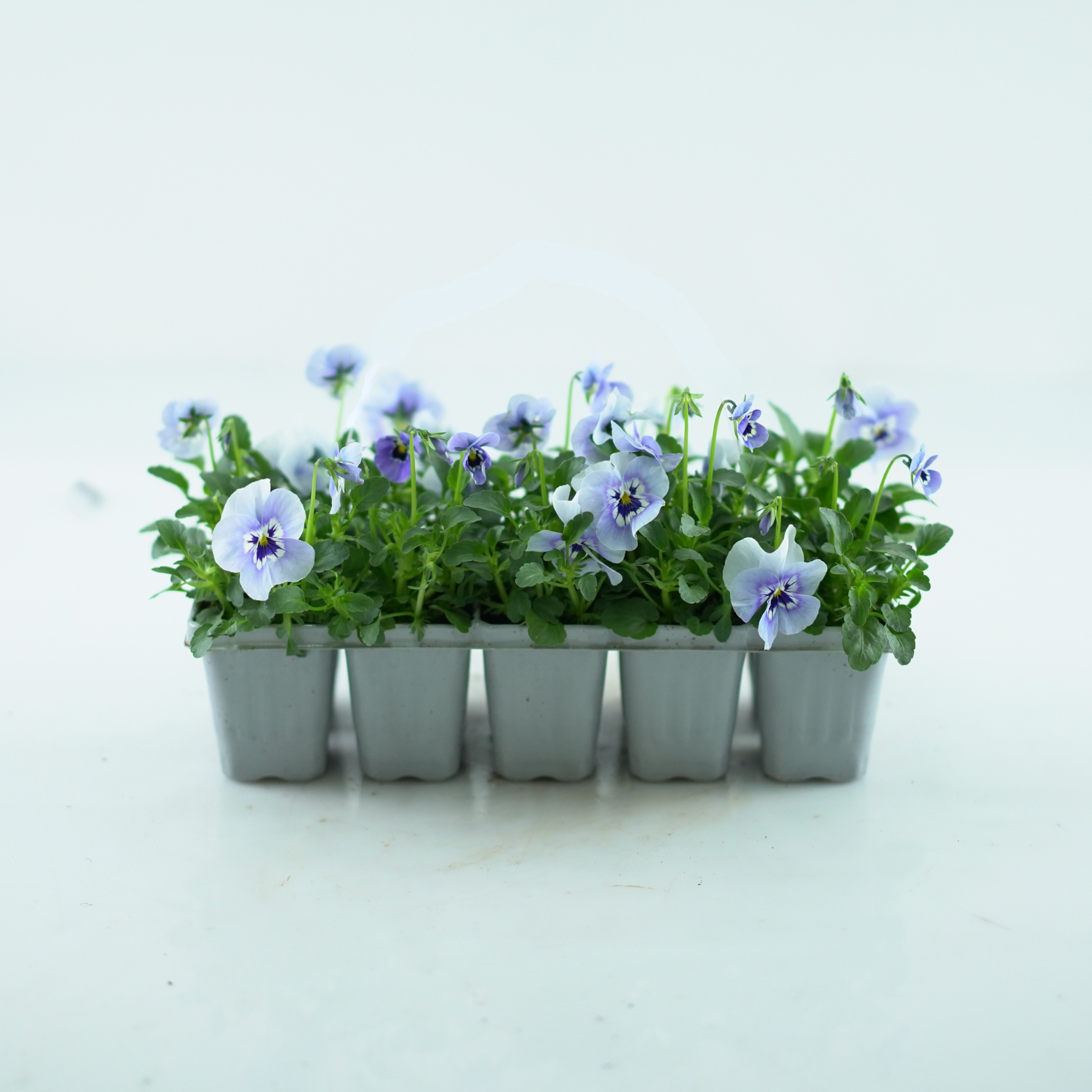 VIOLA CORNUTA Fiołek rogaty