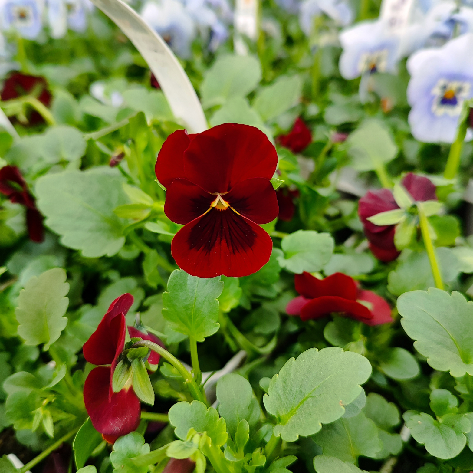 VIOLA CORNUTA Fiołek rogaty