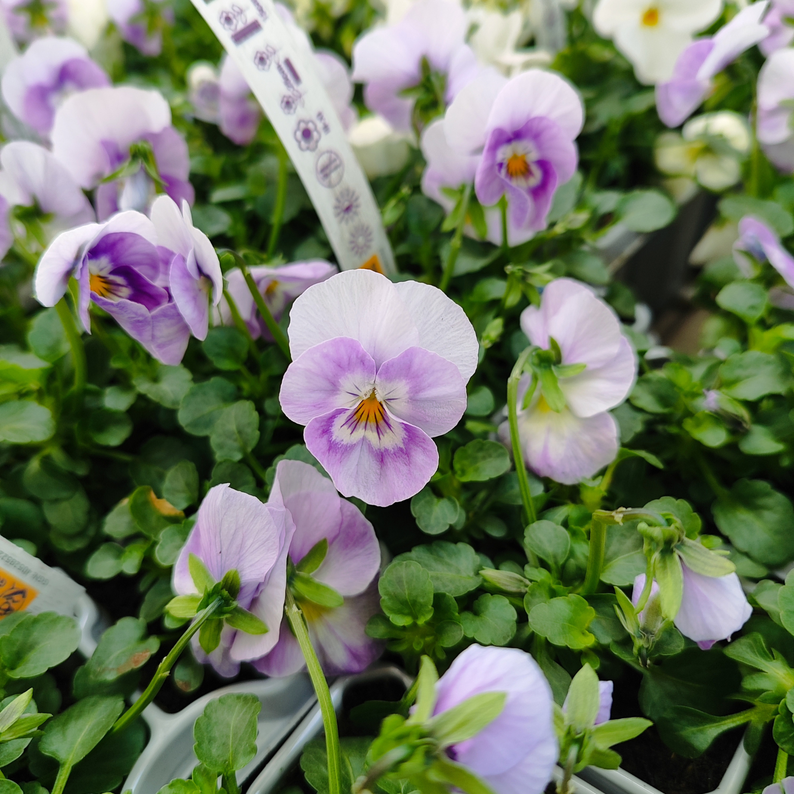 VIOLA CORNUTA Fiołek rogaty