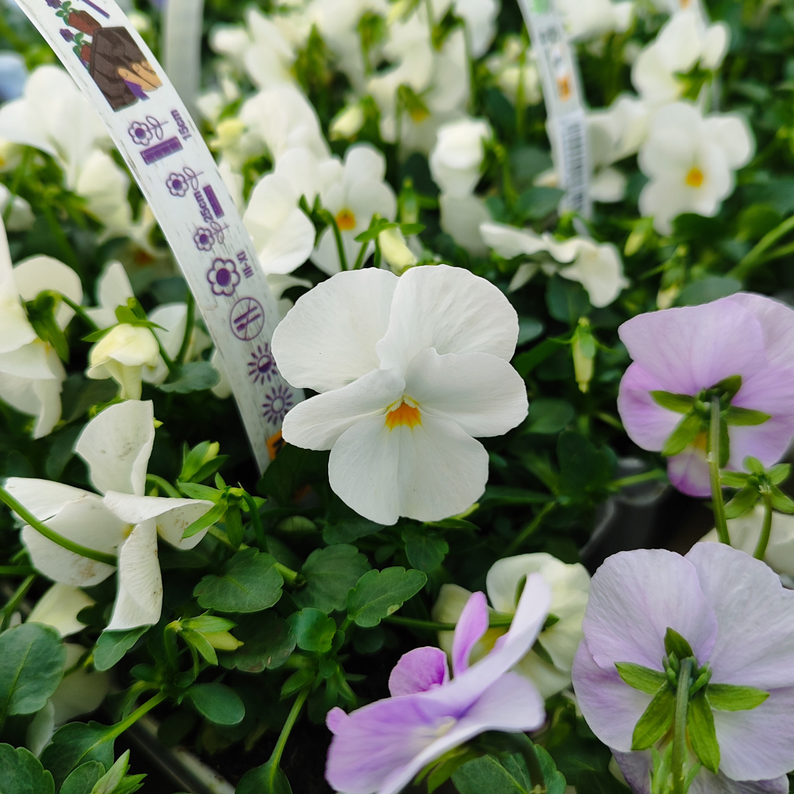 VIOLA CORNUTA Fiołek rogaty