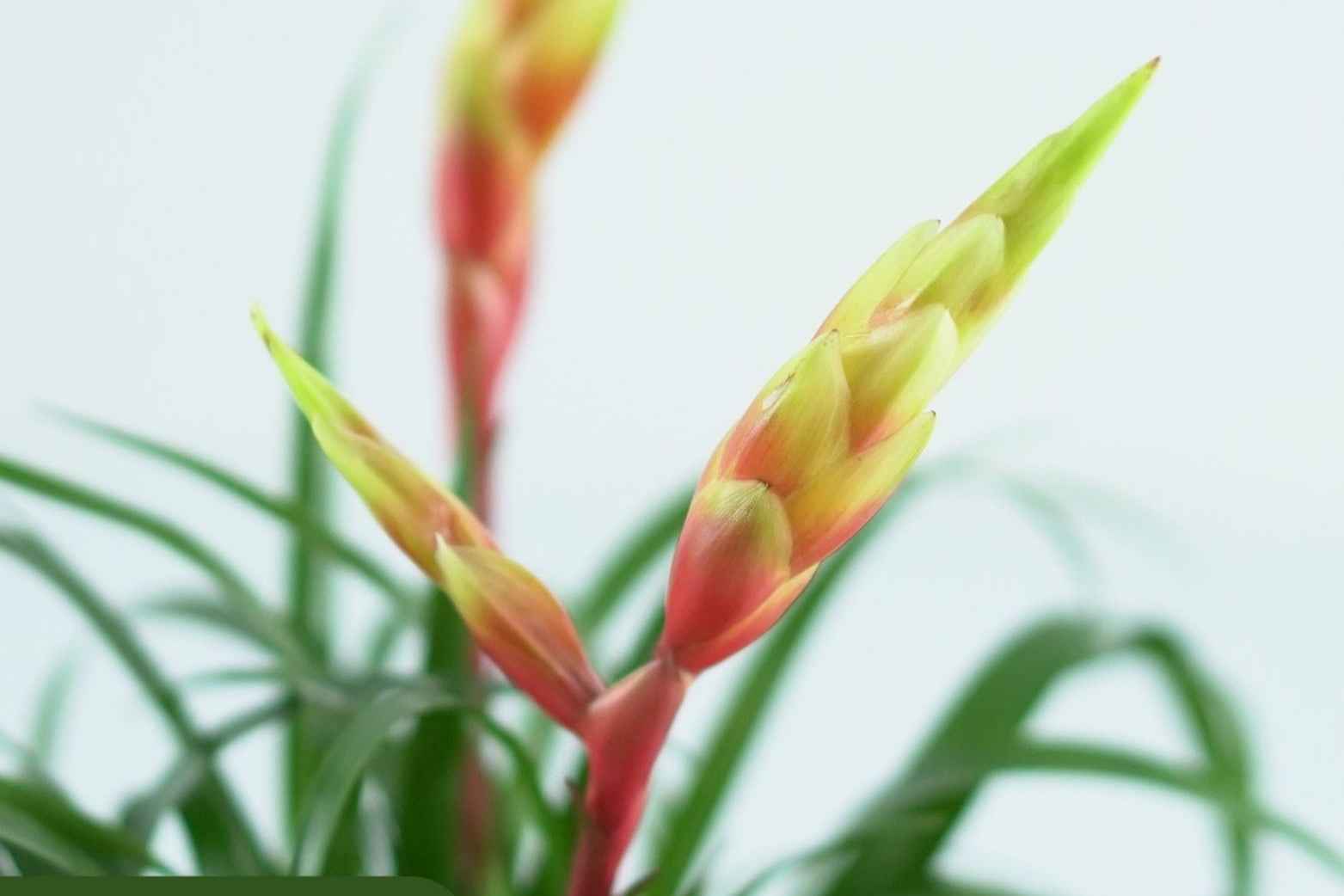 VRIESEA Frizea Bromelia