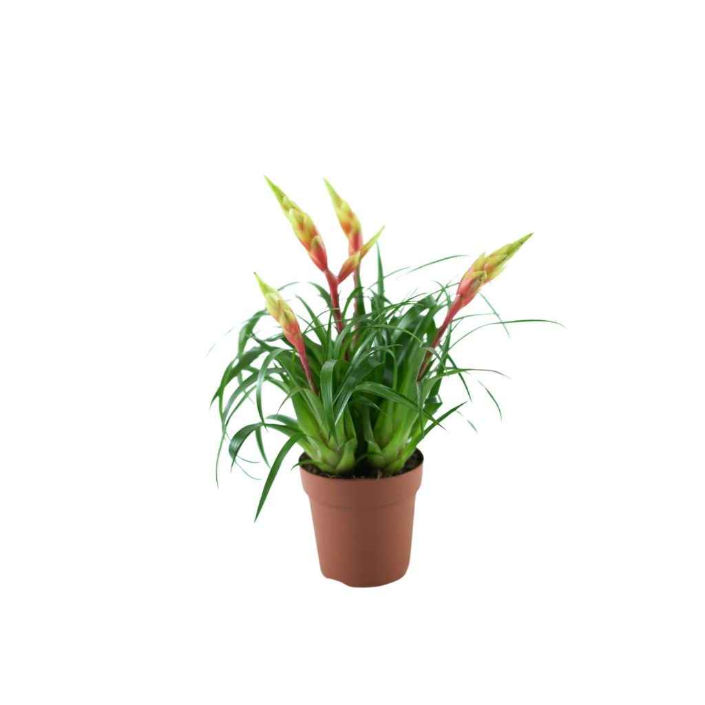 VRIESEA Frizea Bromelia