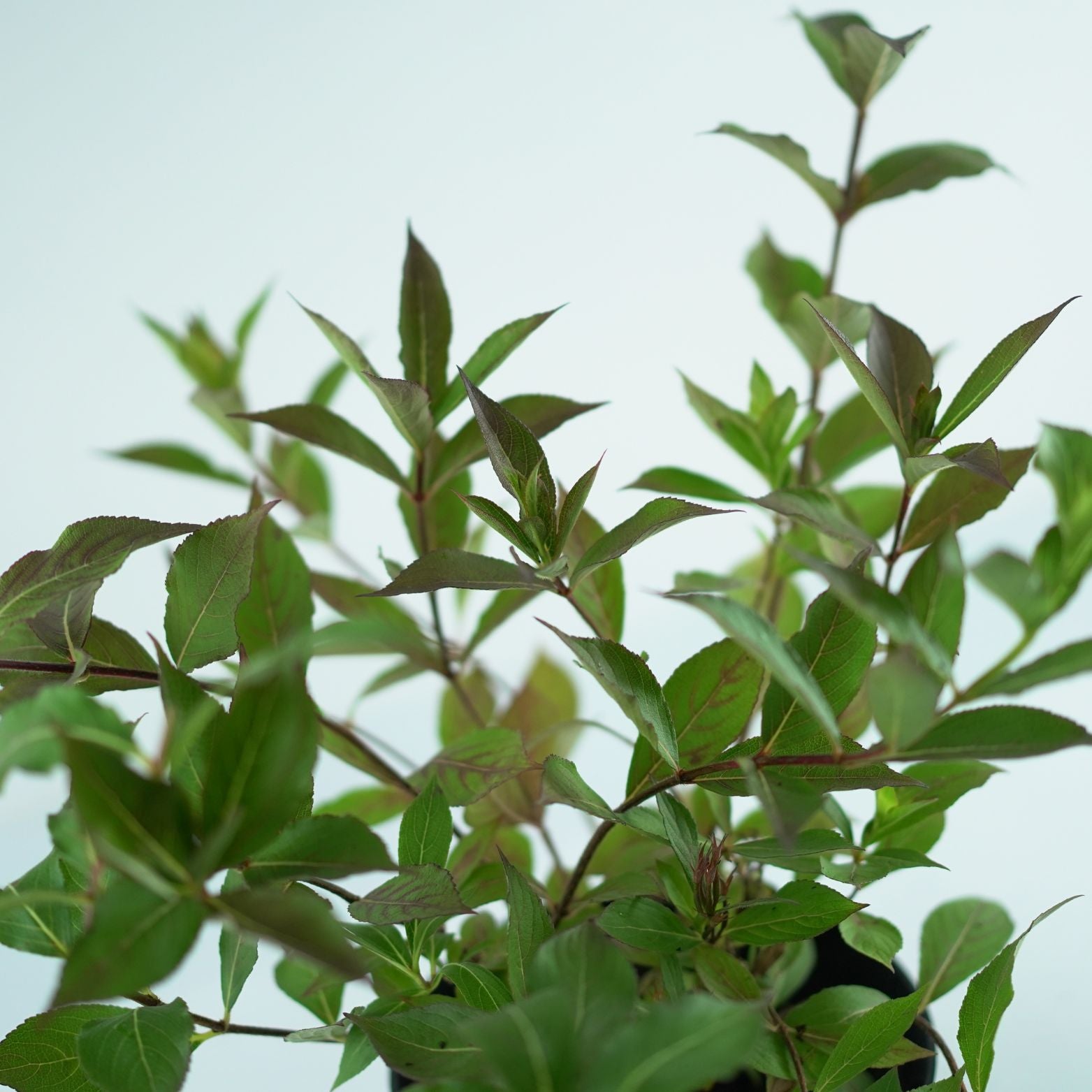 WEIGELA FLORIDA 'Minuet' Krzewuszka