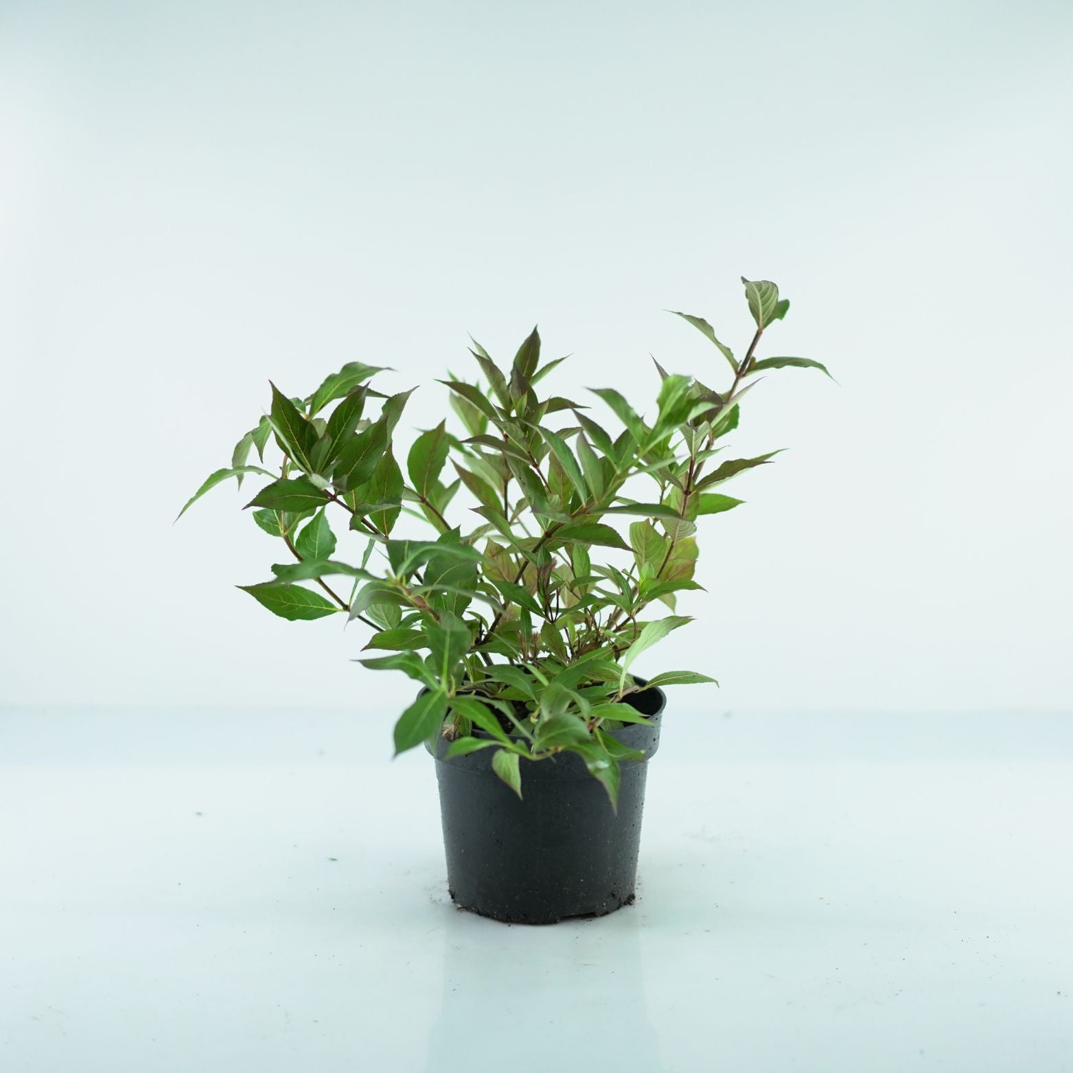 WEIGELA FLORIDA 'Minuet' Krzewuszka