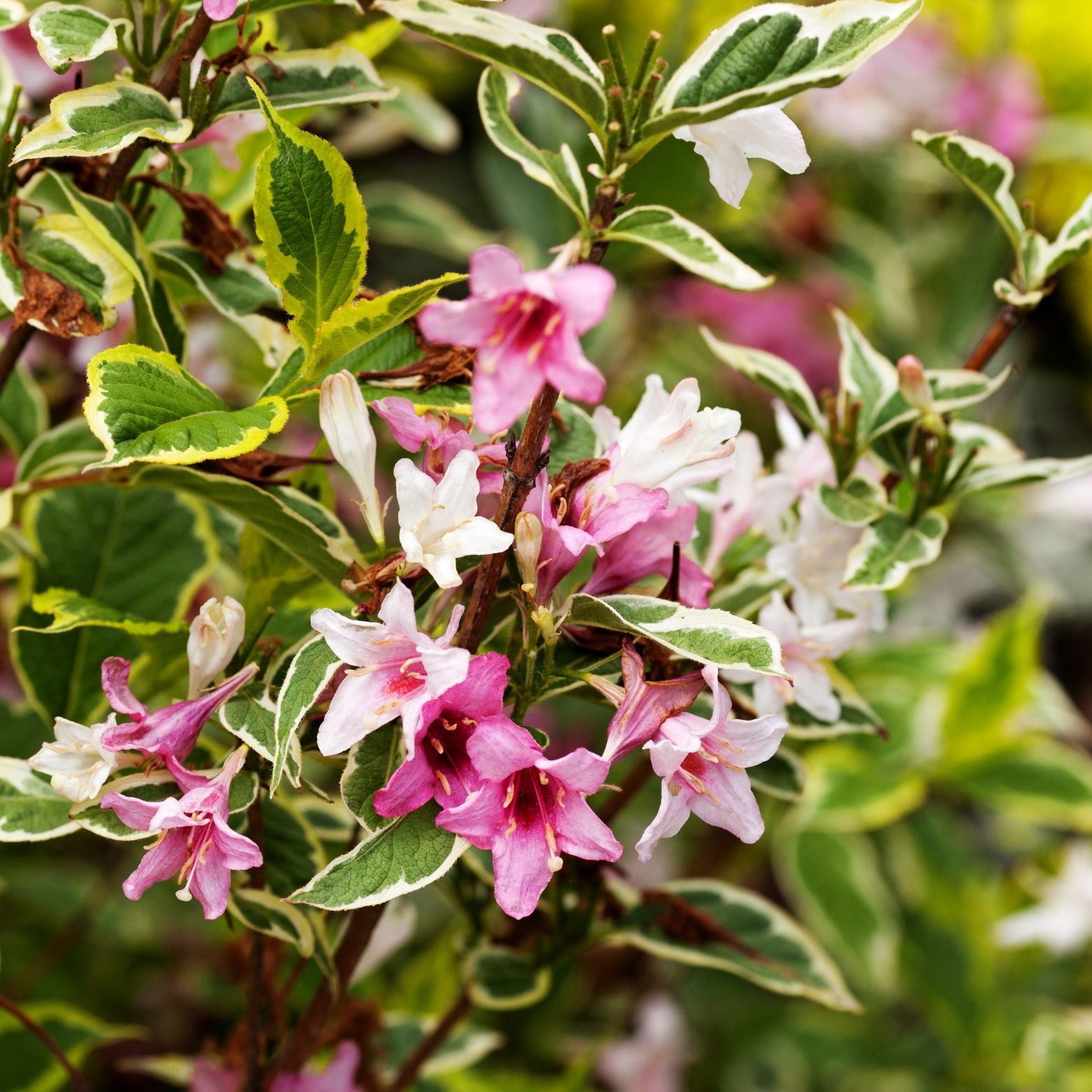 WEIGELA FLORIDA 'Nana Variegata' Krzewuszka cudowna