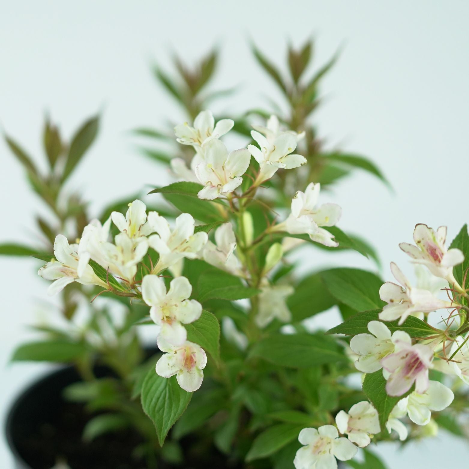 WEIGELA 'Picobella Bianco' Krzewuszka