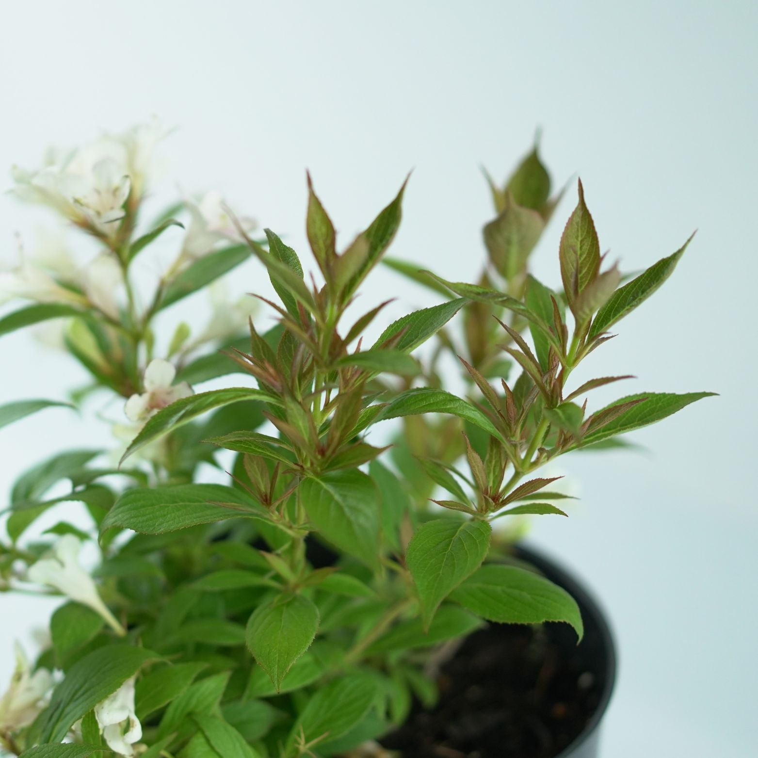WEIGELA 'Picobella Bianco' Krzewuszka