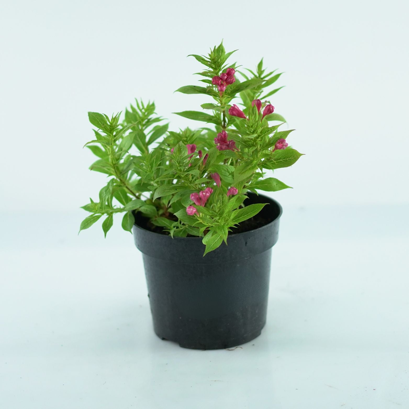 WEIGELA 'Picobella Rosso' Krzewuszka
