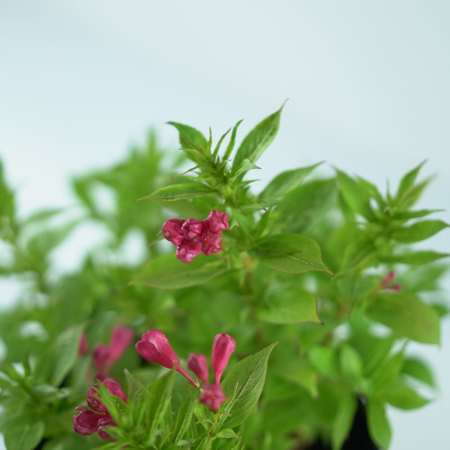 WEIGELA 'Picobella Rosso' Krzewuszka