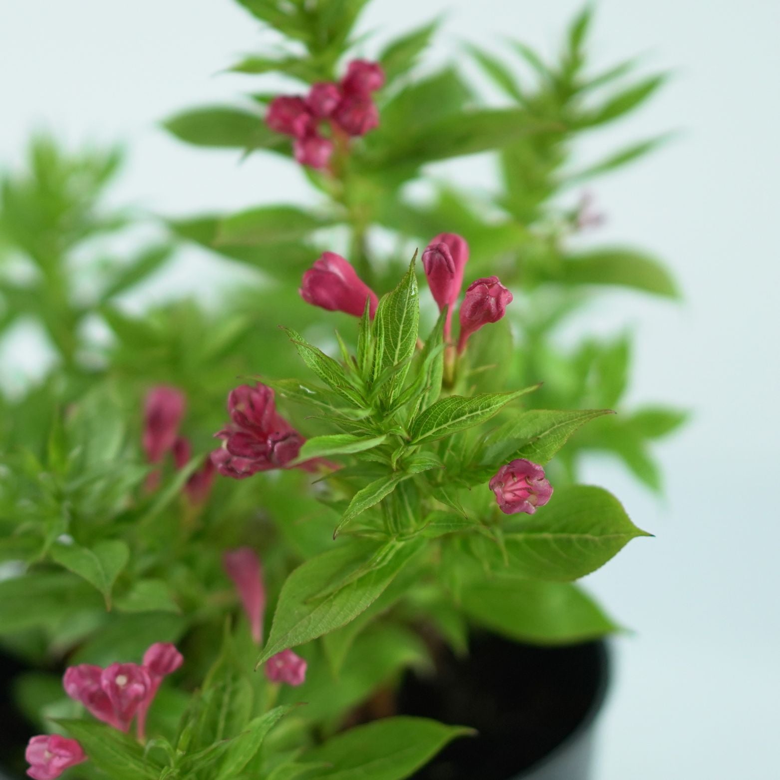 WEIGELA 'Picobella Rosso' Krzewuszka