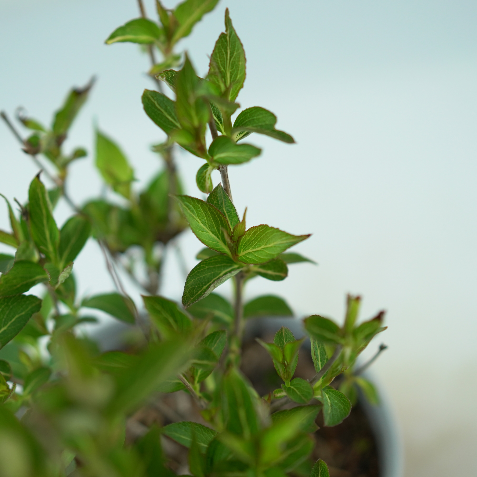 WEIGELA FLORIDA 'EVA RATHKE' Krzewuszka cudowna 