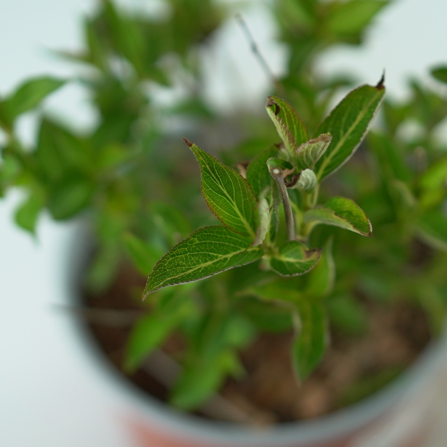 WEIGELA FLORIDA 'EVA RATHKE' Krzewuszka cudowna 