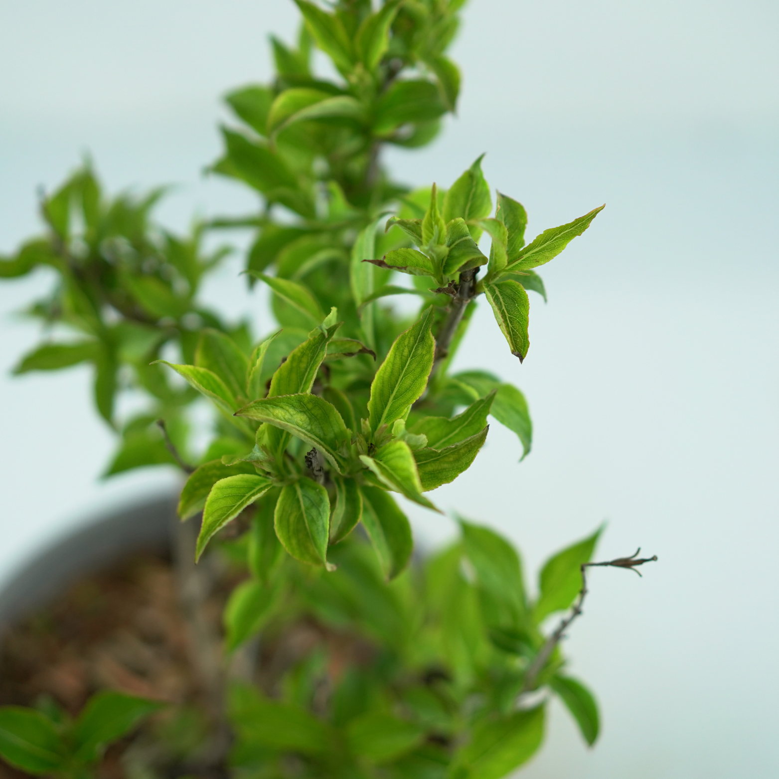 WEIGELA FLORIDA 'SUNNY SIDE UP' Krzewuszka cudowna