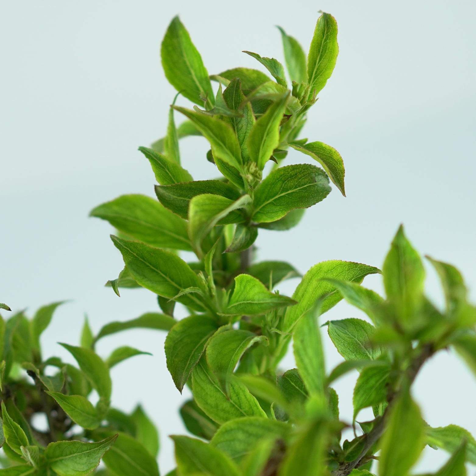 WEIGELA FLORIDA 'SUNNY SIDE UP' Krzewuszka cudowna