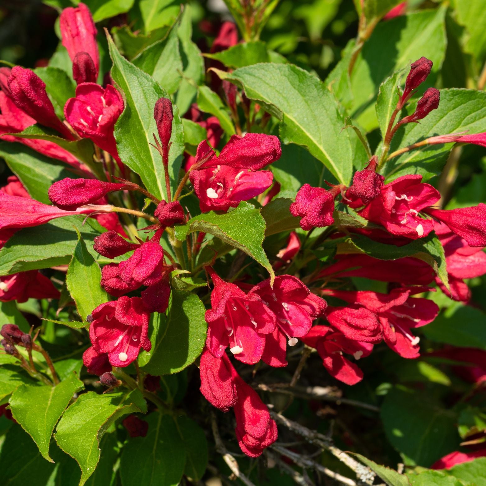 WEIGELA FLORIDA 'All Summer Red' Krzewuszka cudowna