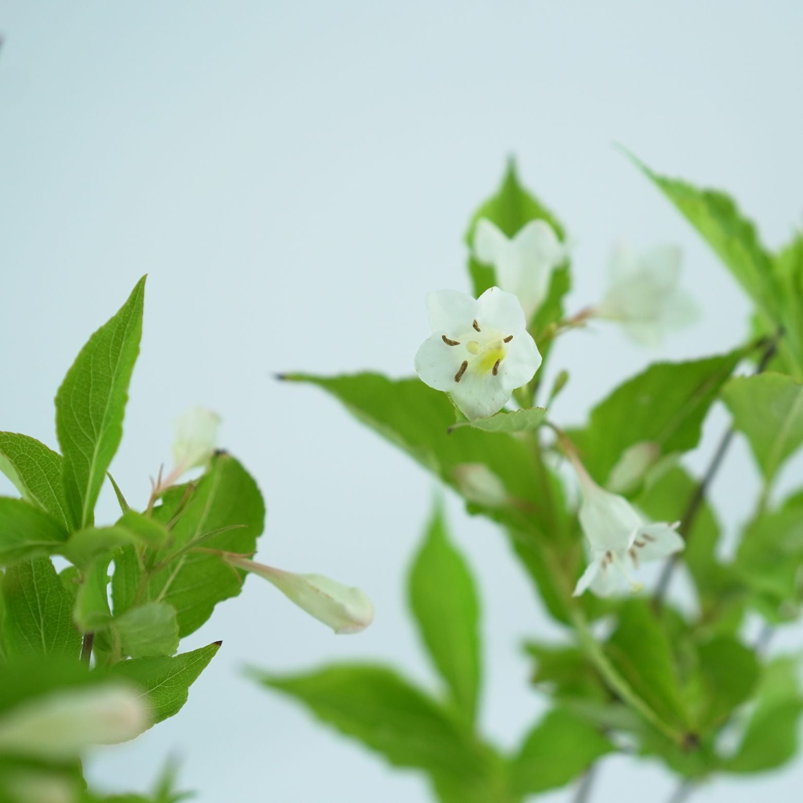 WEIGELA FLORIDA 'BRISTOL SNOWFLAKE' Krzewuszka cudowna